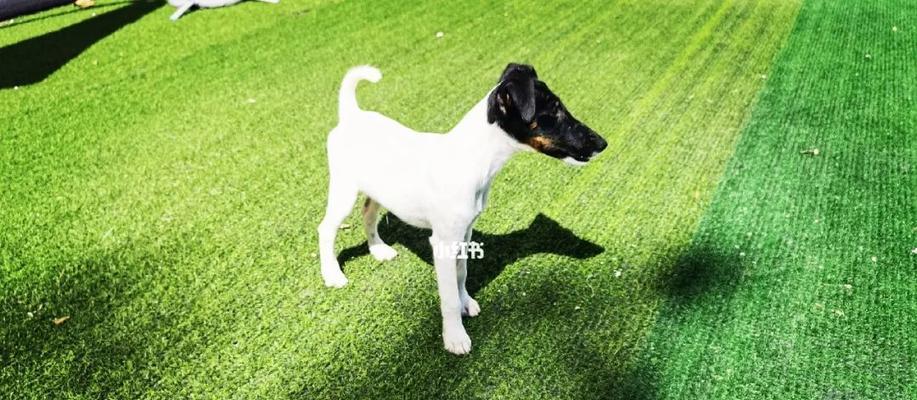 平毛猎狐梗的饲养指南（宠物犬的喂养、训练、健康与护理）