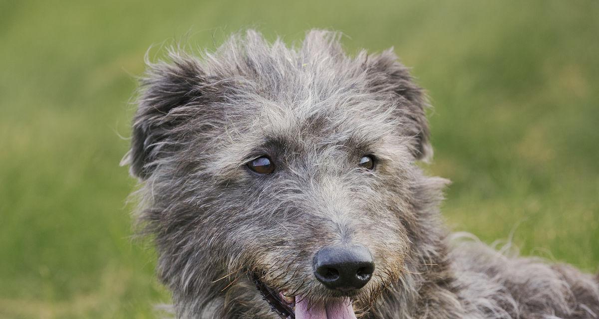 苏格兰猎鹿犬的饲养方法（以宠物为主，让猎鹿犬健康快乐成长）