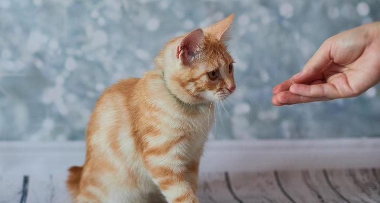 如何正确饲养美国短尾猫（从营养到日常护理，全面了解养猫技巧）