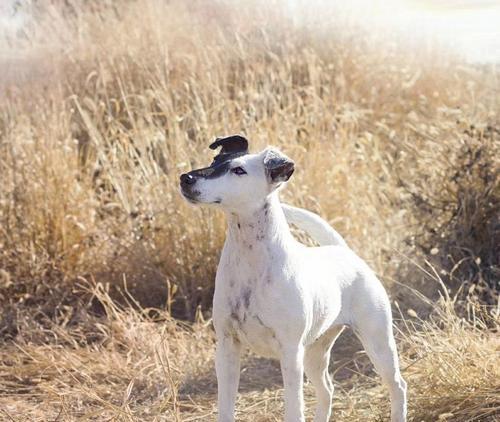 如何科学养护猎狐梗犬（以宠物为主，打造快乐家庭生活）