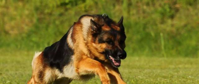 如何饲养一只出色的斯科舍诱鸭寻回犬（以宠物为主，建立良好的关系，训练技巧和注意事项）