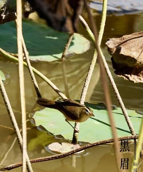 拉罗果鹟的饲养方法——打造温馨宠物家园（以拉罗果鹟为主的饲养指南，轻松做好宠物养护）