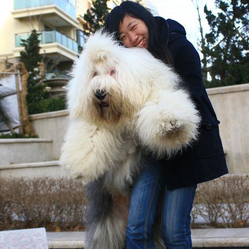 以古牧幼犬养护全攻略（打造健康快乐的小狗生活）