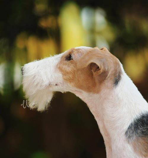 猎狐梗犬的养护指南（以宠物为主的饲养建议）