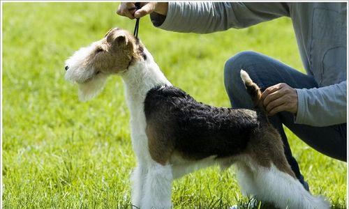 猎狐梗犬中暑救治指南（以宠物为主，让你的爱犬远离中暑危机！）