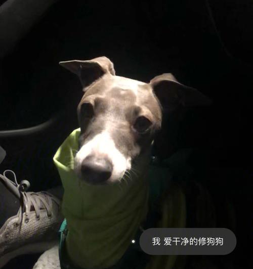 灵缇犬洗澡的正确方式（掌握宠物洗澡技巧，让灵缇犬健康洁净）