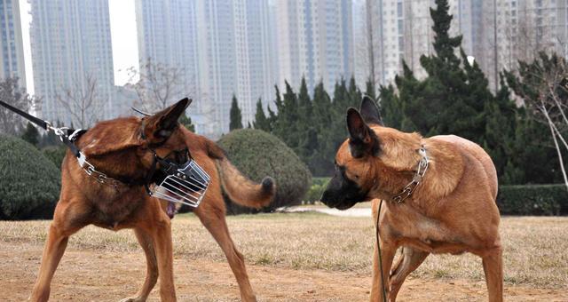 以马犬能否吃水果？（探究宠物健康的正确饮食习惯）