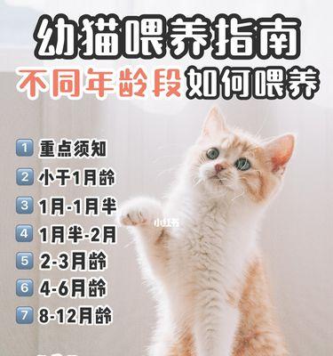 小心！以猫咪洗澡三不要（小猫咪爱洗澡，但你知道吗？这三个动作可能会让它伤心透顶！）