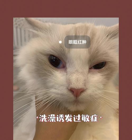 小心！以猫咪洗澡三不要（小猫咪爱洗澡，但你知道吗？这三个动作可能会让它伤心透顶！）