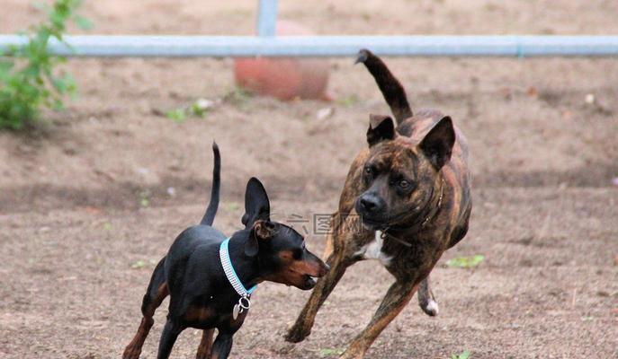 迷你杜宾犬——一只完美的宠物（了解这只聪明、灵活、勇敢的犬种）