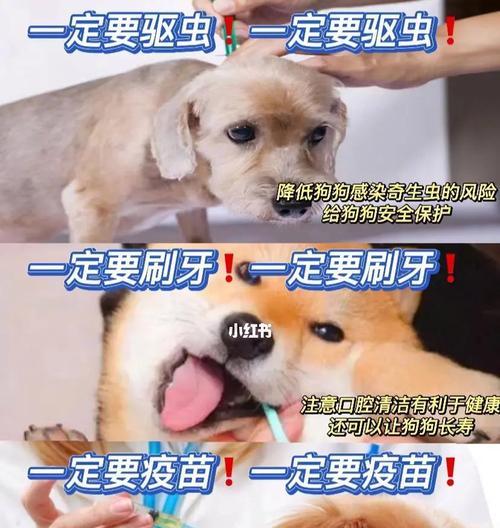 犬病的护理（从预防到治疗，用心呵护你的爱犬）