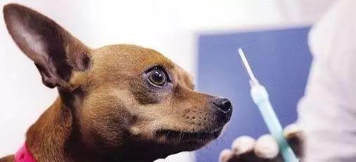 犬瘟热病毒感染下宠物的健康问题（保护宠物健康，从预防犬瘟热开始）