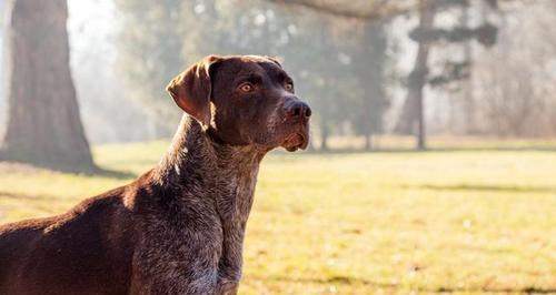 揭秘沙皮犬的身高体重特征（从宠物主人角度深入探讨）