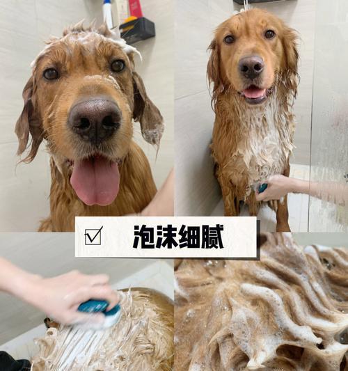 小狗的定期洗澡及护理（为你的宠物打造一个健康的清洁环境）