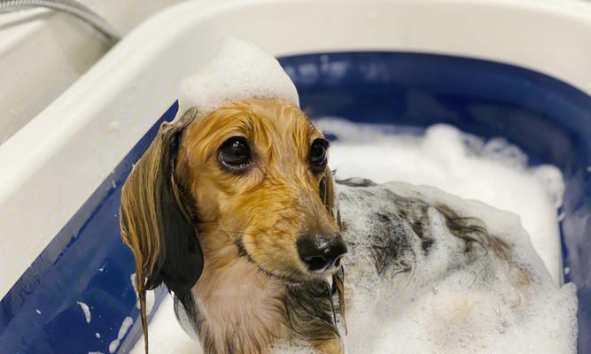 小狗也需要洗澡——如何给你的宠物洗澡