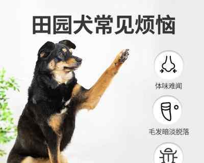 如何正确给幼犬洗澡？（宠物护理必须知道的细节，“幼犬洗澡”。）