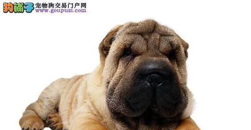 如何选购适合自己的沙皮犬（了解沙皮犬的特点和需求，选择适合自己的宠物）