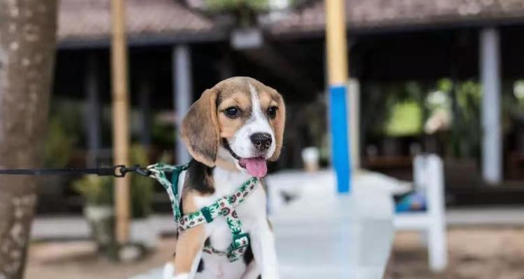 老年犬的健康护理（如何细心照顾老年犬？）