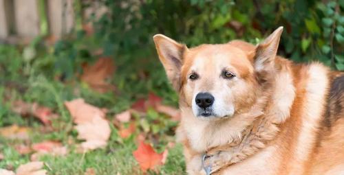 老年犬的健康护理（如何细心照顾老年犬？）