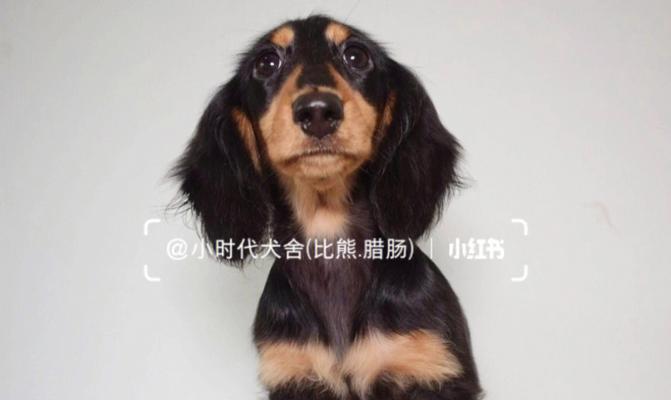 如何打理长毛腊肠犬的美丽容貌（美容护理诀窍和专业技巧，让你的狗狗更加迷人吸睛）