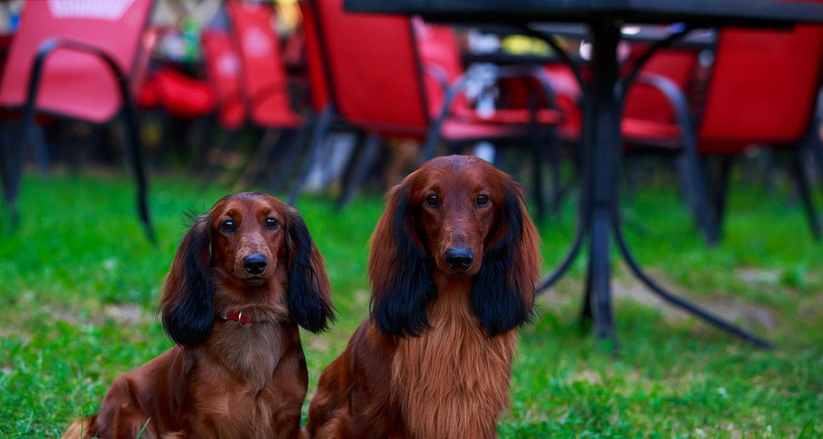 如何打理长毛腊肠犬的美丽容貌（美容护理诀窍和专业技巧，让你的狗狗更加迷人吸睛）