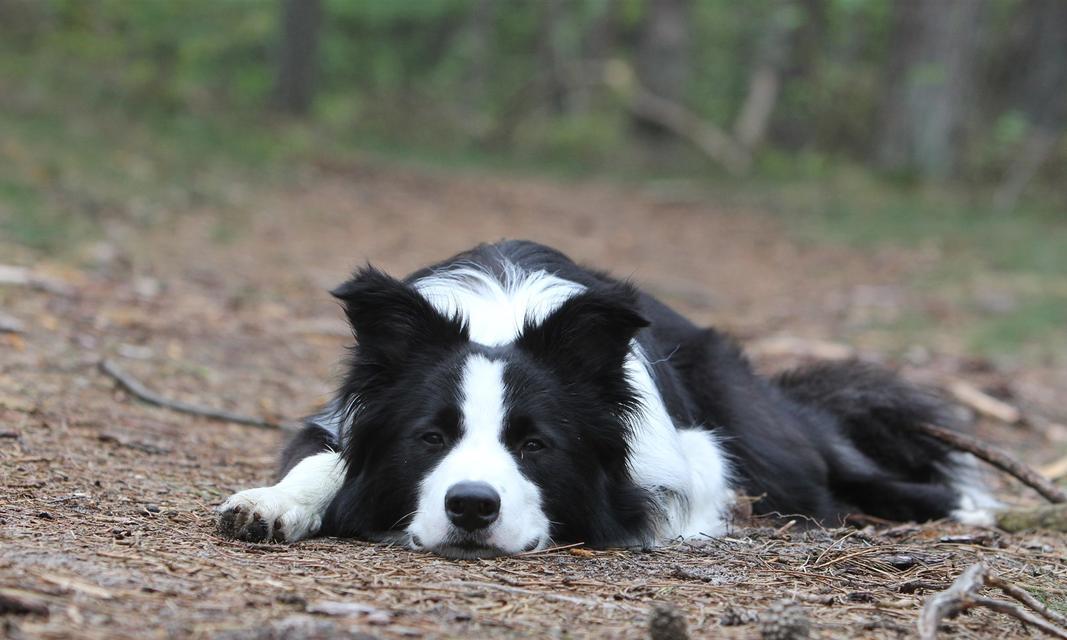 如何养一只健康快乐的边境牧羊犬（宠物爱好者必读，了解如何善待你的狗狗）