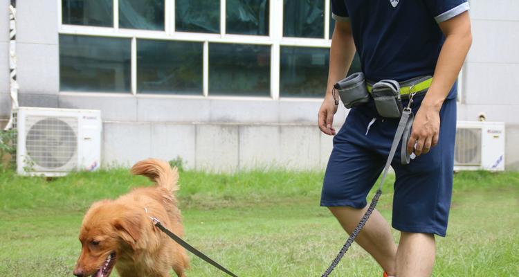 如何进行斗牛犬的牵引训练（建立良好的牵引关系，让宠物更健康快乐）