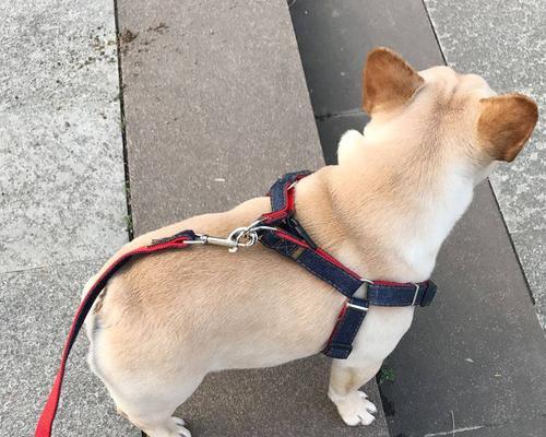 如何进行斗牛犬的牵引训练（建立良好的牵引关系，让宠物更健康快乐）