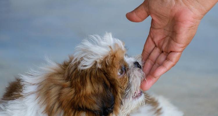 狗狗为何爱舔人？（从生理和心理两个角度解读狗狗舔人的行为，）