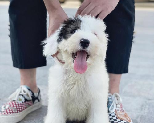 宠物健康保障（保护你的爱犬免受疾病侵害，关注疫苗注射的正确方法）