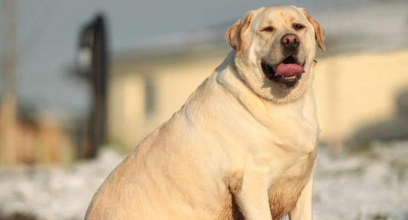 拉布拉多犬养殖指南（以宠物为主，让你轻松养狗）