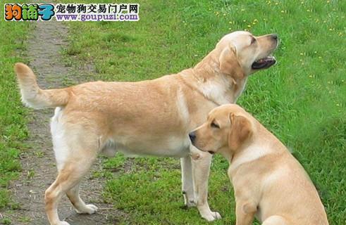 拉布拉多犬养护全攻略（宠物爱好者必备，从喂食到训练，教你如何养好你的拉布拉多犬）