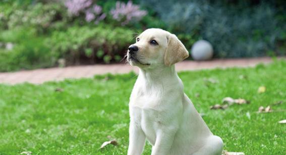 拉布拉多犬养护全攻略（宠物爱好者必备，从喂食到训练，教你如何养好你的拉布拉多犬）