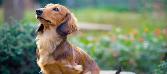 如何让腊肠犬拥有美丽的毛发（以宠物为主，探究腊肠犬食谱与美毛的关系）