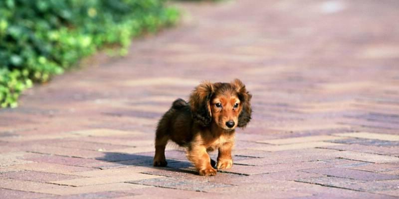 如何让腊肠犬拥有美丽的毛发（以宠物为主，探究腊肠犬食谱与美毛的关系）