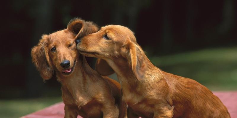 如何让腊肠犬拥有美丽的毛发（以宠物为主，探究腊肠犬食谱与美毛的关系）