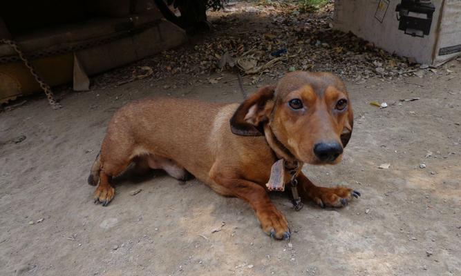 如何正确地饲喂腊肠犬（以时间为关键的饲喂策略）