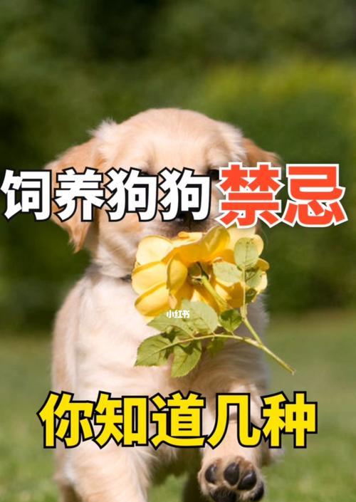 如何让你的老年狗狗健康幸福（如何让你的老年狗狗健康幸福）