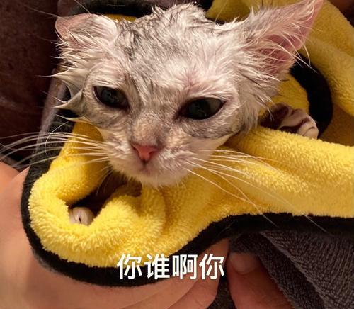 猫咪的洗澡指南（以猫几个月可以洗澡为重点，详细介绍如何给猫咪洗澡）