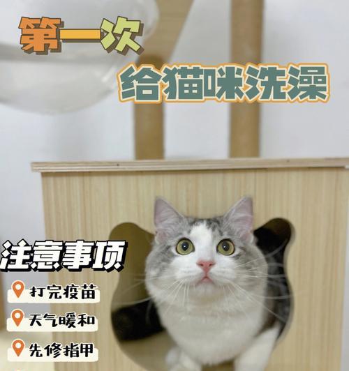 猫咪的洗澡指南（以猫几个月可以洗澡为重点，详细介绍如何给猫咪洗澡）