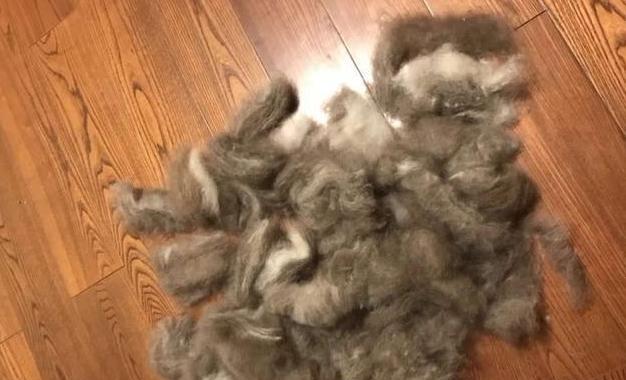 猫咪剃毛的利弊分析（宠物护理，猫咪剃毛是否必要？）