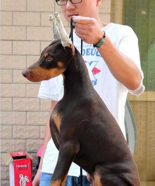 探秘迷你杜宾犬的起源（从欧洲贵族到现代宠物，迷你杜宾犬的历史发展与现状）