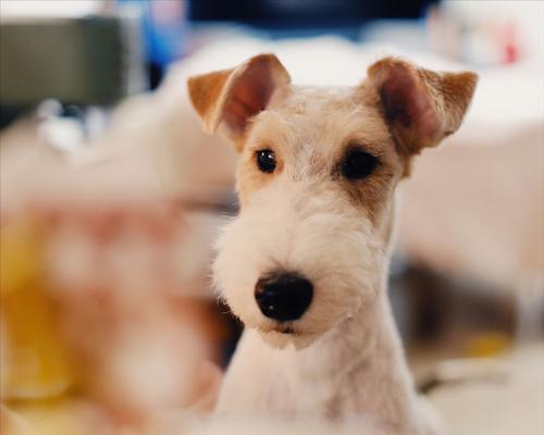 平毛猎狐梗——宠物世界的新宠（一款性格温顺、易于养护的小型犬种）