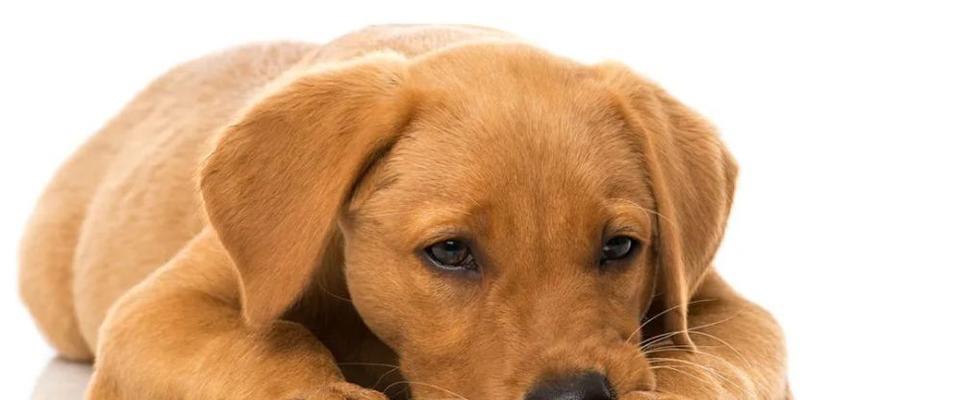 犬瘟热——宠物爱犬的健康杀手（了解犬瘟热临床症状，宠物健康护航）