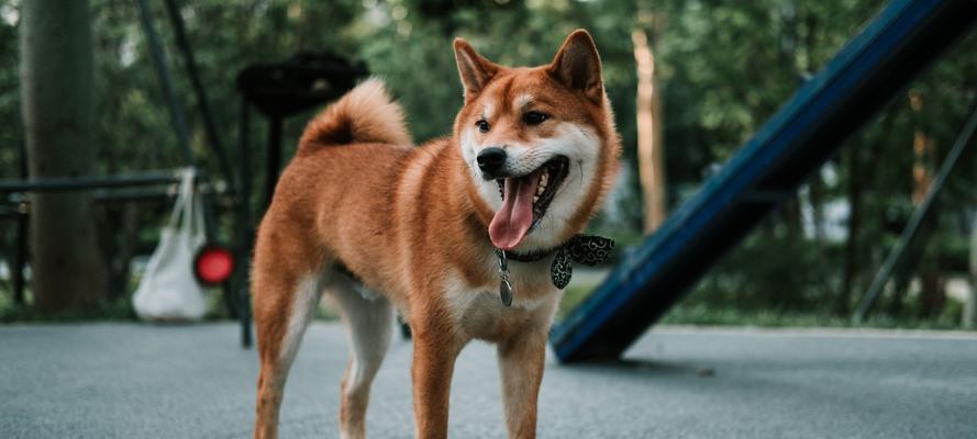 以日系秋田犬标准为主题的宠物养护指南（深入了解秋田犬，让你的宠物生活更健康、幸福）