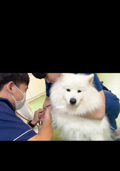 如何为宠物狗进行体检（宠物养护的必要性与体检流程详解）
