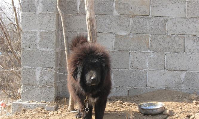 小藏獒断奶指南——宠物饲养必备（详解养犬技巧，宝贝健康成长）