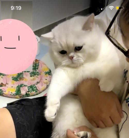 宠物小猫剪指甲全攻略（如何正确给小猫剪指甲，让它不再挠人？）