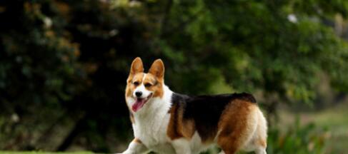 如何选择适合自己的柯基幼犬（从外观到性格，完美选择柯基幼犬！）