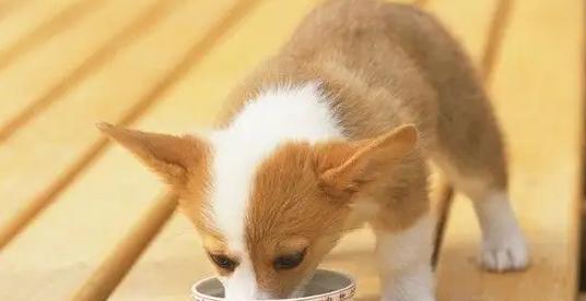 如何预防狗狗拉稀（掌握正确饮食、生活习惯）